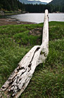 Drift Wood photo thumbnail