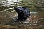 Black Lab Shaking photo thumbnail