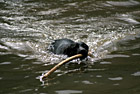 Black Lab Swimming With Stick photo thumbnail
