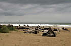 Drift Wood & Beach, Oregon photo thumbnail