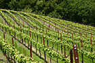 Winery Field photo thumbnail