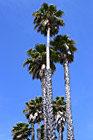 Palm Trees photo thumbnail