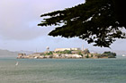 Alcatraz with Tree Branch photo thumbnail