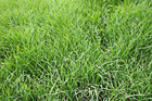 Green Grass Field photo thumbnail