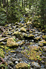 Mossy Rocks & Creek photo thumbnail