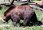 Brown Bear photo thumbnail
