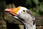 Close Up of Goose Face photo thumbnail