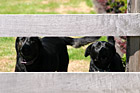 Barking Black Labs photo thumbnail