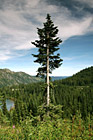 Evergreen Tree in Forest photo thumbnail