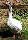 White Goose photo thumbnail