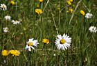 Daisies & Dandelions photo thumbnail