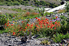 Wildflowers near Mount St. Helens photo thumbnail