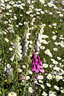 Daisies & Foxgloves Wildflowers photo thumbnail