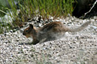 Squirrel Burying Food photo thumbnail