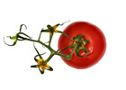 Red Tomatoe photo thumbnail