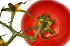 Close Up of Tomatoe photo thumbnail