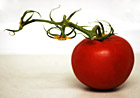 Side View of Tomatoe photo thumbnail