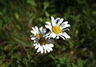 Close up of Daisy photo thumbnail