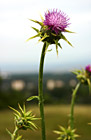 Purple Winged Thistle Flower photo thumbnail