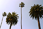 Palm Trees & Blue Sky photo thumbnail