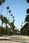 Palm Trees Along Beverly Hills Road photo thumbnail