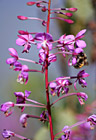 Bee on Pink Flower photo thumbnail