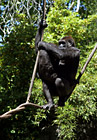 Gorillas on Rope photo thumbnail