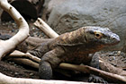 Komodo Dragon at Zoo photo thumbnail