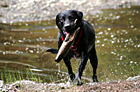 Black Lab Playing Fetch in Water photo thumbnail