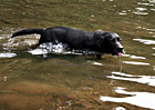 Black Lab Drinking Water in Lake photo thumbnail