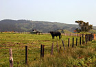 Black Cow on Farm photo thumbnail