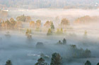 Early Morning Autumn Fog & Trees photo thumbnail