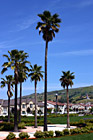 Palm Trees in Housing Development photo thumbnail