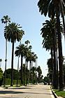 Palm Trees Leading to Sunset Blvd. photo thumbnail