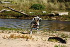 Barking Dalmation Dog photo thumbnail