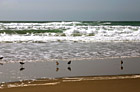 Waves & Seagulls by Pacific Ocean photo thumbnail