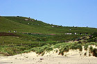 Cows on Coastal Green Hill photo thumbnail