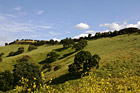 Green Hill & Yellow Wildflowers photo thumbnail