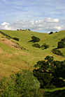 Green Hill & Trees photo thumbnail