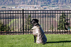 Dog Looking at View Through Fence photo thumbnail