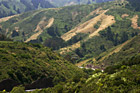 Close up of Golden Green Hills photo thumbnail