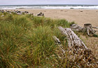 Grass, Drift Wood, & Beach photo thumbnail
