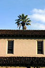 Palm Tree & Santa Clara Mission photo thumbnail