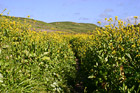 Marin County Coastal Trail photo thumbnail