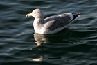 Seagull Swimming in Puget Sound photo thumbnail