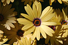 Yellow Flower & Orange Center photo thumbnail