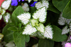 Close up of a White Leaf with Green Trim photo thumbnail