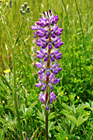 Tall Purple Wildflower photo thumbnail