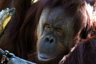 Orangutan Close Up photo thumbnail