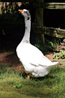 Back of White Goose photo thumbnail